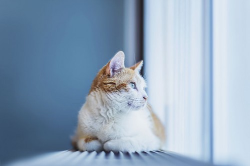 take-better-photos-of-cats