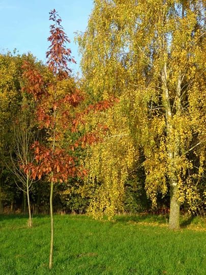 We planted this young northern red oak (Quercus rubra), from North America, to provide autumn contrast with the yellows of the birches behind it. It’s a very fast-growing tree which loves our heavy, wet soils. 