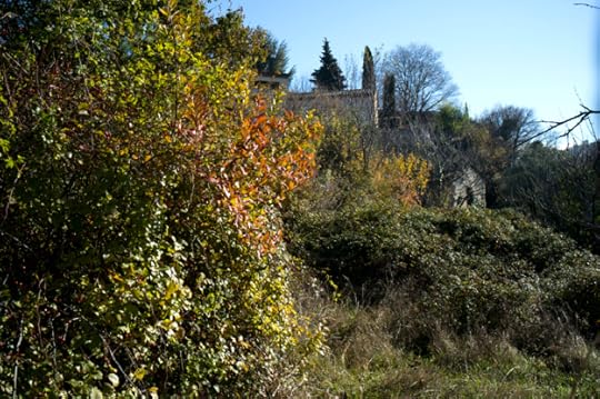 11-30 Grass L1003222