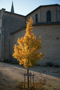 11-27_Yell tree L1003193