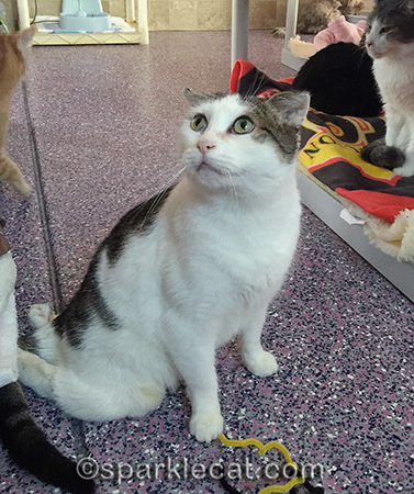 Harriet, rescued cat, cat rescue stories