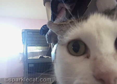 Harriet, Rescued, rescue cat, selfie