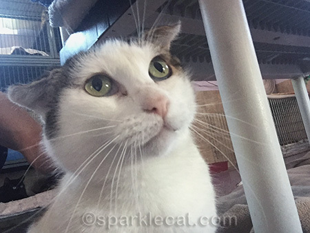 Harriet, Rescued cats, rescue cat, selfie, PAWSitively cats