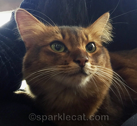 Somali cat, cat portrait, cat selfie