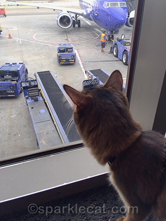 Somali cat, LAX, Los Angeles International Airport, cat travel