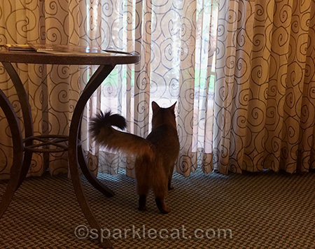 somali cat, cat in hotel room
