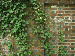 brick vines