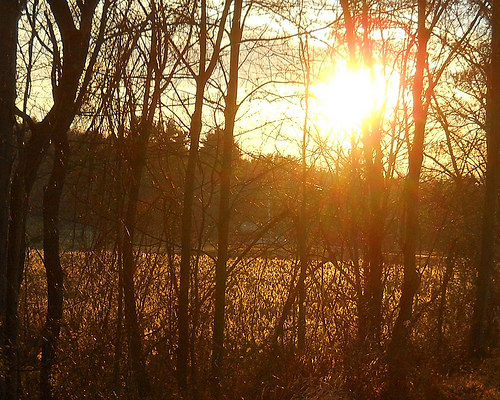 here is a golden sea