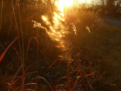 aflame with light
