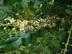 Flowers and branches of the Boswellia sacra tree, the species from which most frankincense is derived