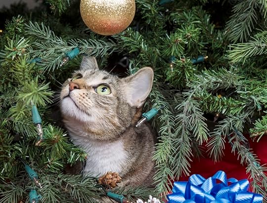 Holiday lights risk electrical shock