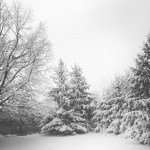 wpid-snow-landscape-trees-winter.jpg