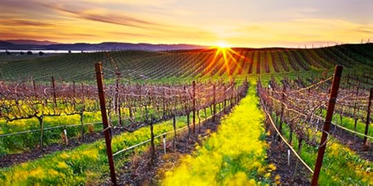 napa_valley2