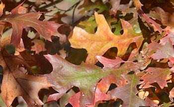 Oak-leaves-closeup-12-07-15