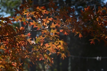 Oak-leaves-backlit-12-07-15