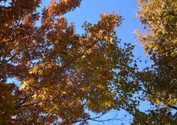 Oak-leaves-frontyard-12-07-15