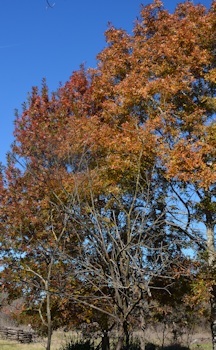 Oak-leaves-orange-tree-red-tree