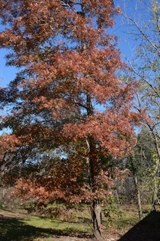 Oak-leaves-tree-red