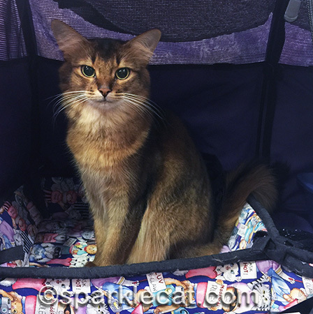 Somali cat, cat show, coatimondi cat show, Tucson cat show