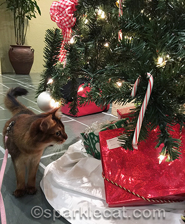 Christmas tree, Somali cat