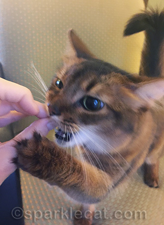 Somali cat eating bacon