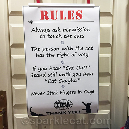 cat show rules, Coatimondi cat show