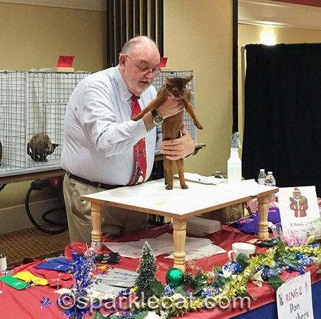 Abyssinian kitten, cat show, kitten judging