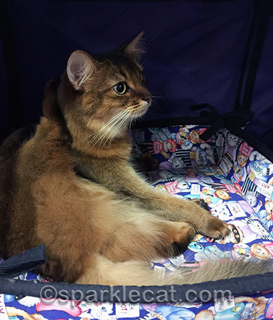 Eka Pada Sirsasana, cat yoga, Somali cat