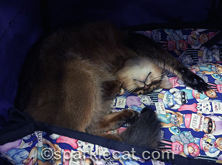 Somali cat, cat show, somali cat sleeping