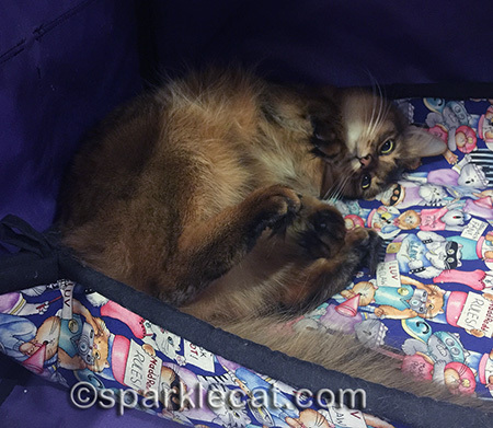 Somali cat, cat show, silly cat