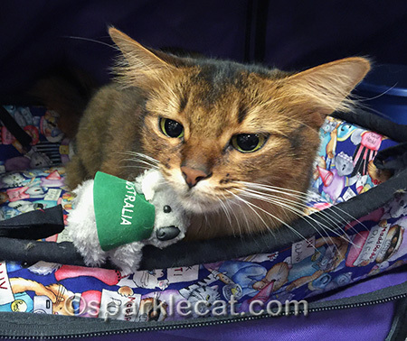 Somali cat, cat show, Koala bear toy
