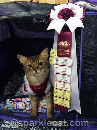 Somali cat, cat show, cat show ribbon, cat Christmas outfit