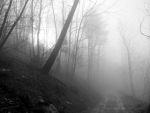 forest-and-fog-1406291