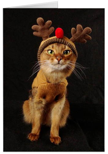 Summer's Reindeer Games Card