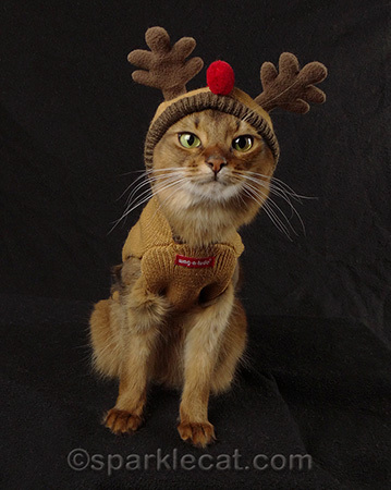 Somali cat, Christmas cat costume, reindeer cat costume