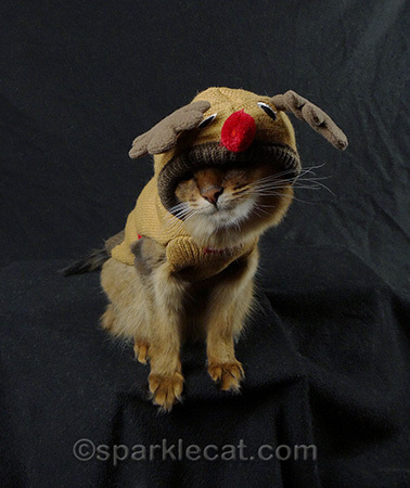 Somali cat, reindeer cat costume, cat photography