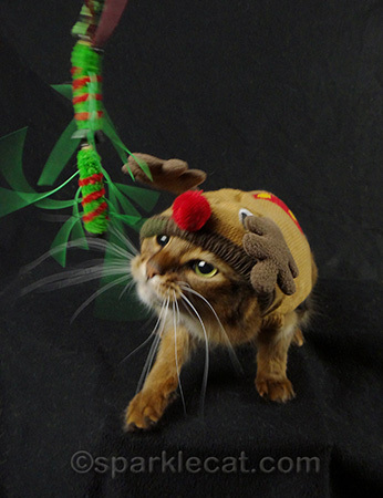 cat in reindeer costume, somali cat, cat playing, cat photography, nekoflies