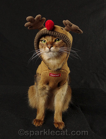 Somali cat, reindeer cat outfit, reindeer cat sweater, cat Christmas outfits