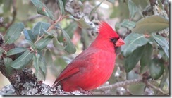 Cardinal_Prepare_Before