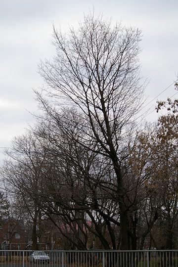 Tree Project - image 99