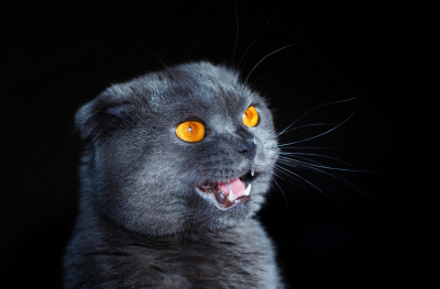 yule cat