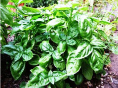 Basil - Wikipedia photo