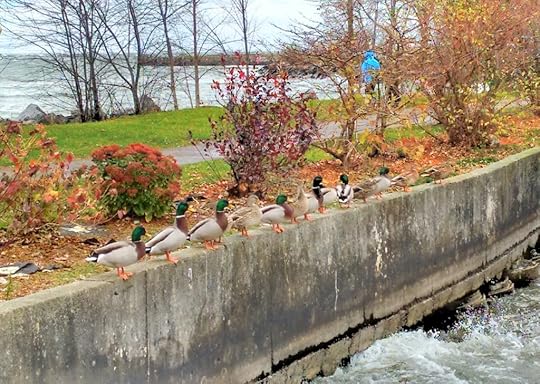 Me, getting all my ducks in a row. A-boom-TISH!