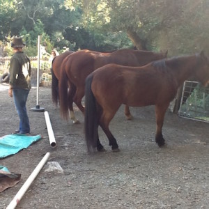 horses-back