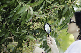 botanist-studies-tree