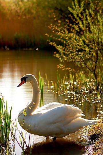 Swan Lake