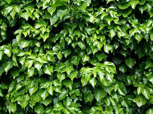 Ivy-783084 640