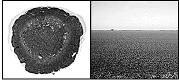 kansas-1a_1b