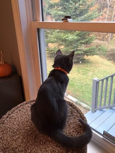 Lucy perched on her cat house, watching the birds.