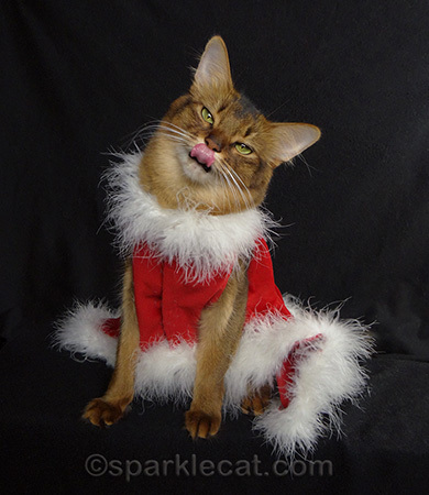Somali cat, cat in Santa dress, cat costume
